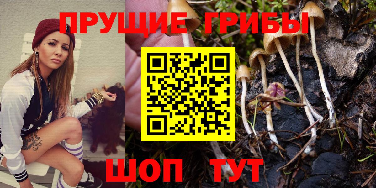 Галлюциногенные грибы Psilocybine cubensis Усинск